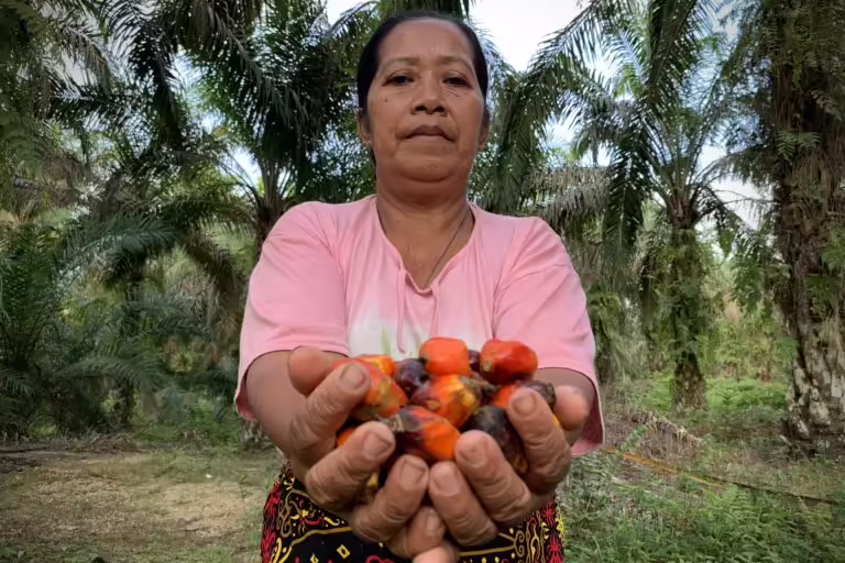 This image has an empty alt attribute; its file name is Episumi-perempuan-Suku-Anak-Dalam-terpaksa-mengais-brondolan-sawit-untuk-bertahan-hidup-768x512.jpg